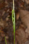 Ravine sedge